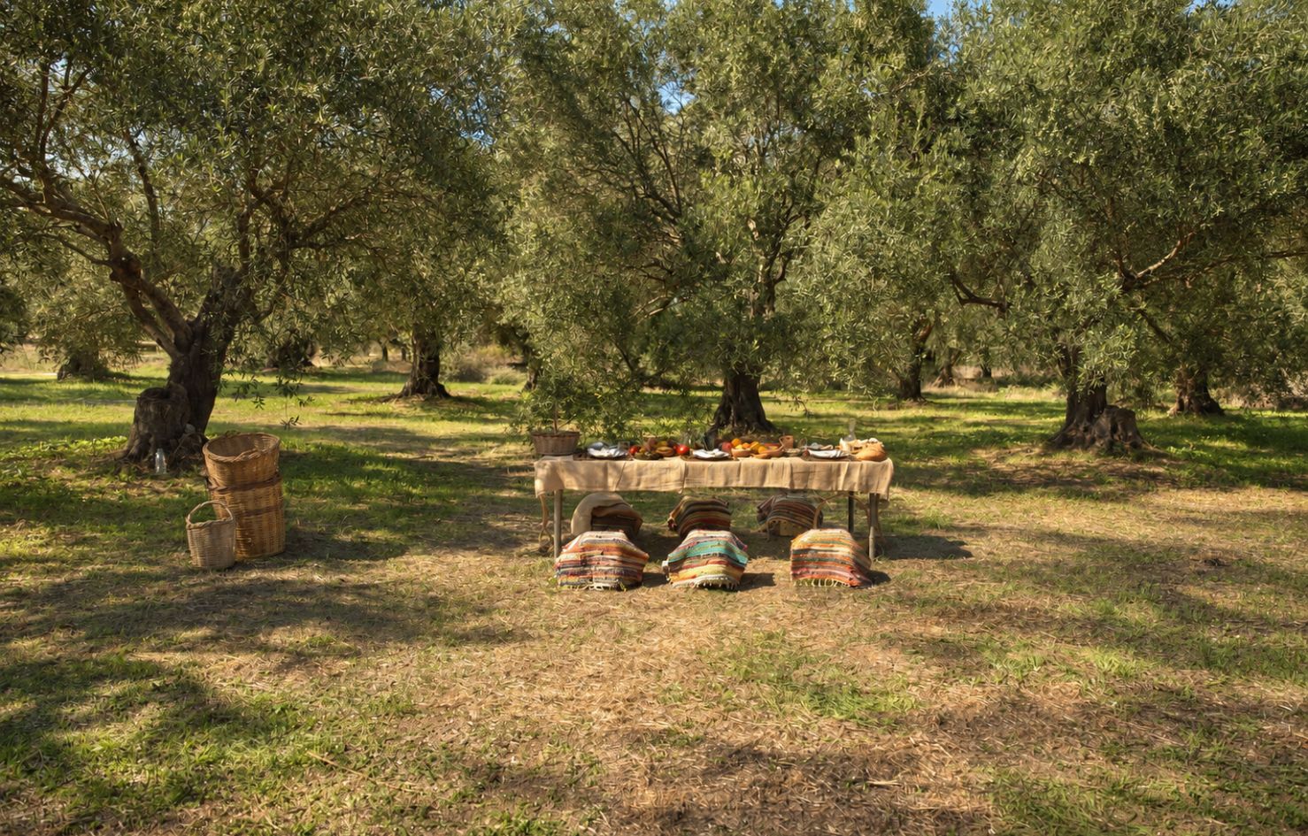Centuries-old olive trees at Olithea organic olive grove in Corfu